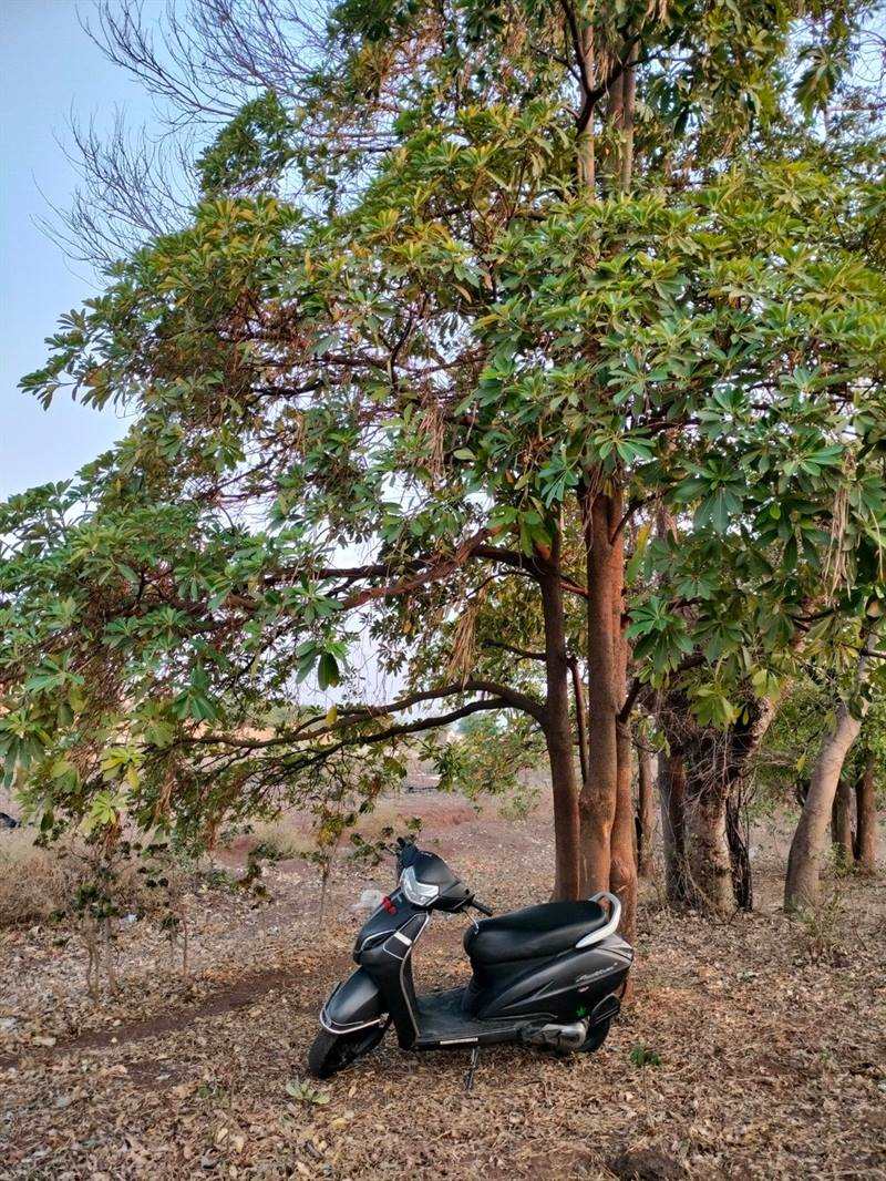 Family scooters